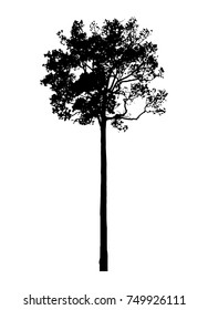 Black tree silhouettes on white background. Vector illustration.