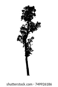 Black tree silhouettes on white background. Vector illustration.