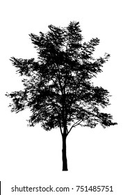 Black tree silhouettes on white background. Vector illustration.