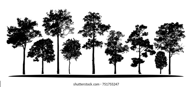 Black tree silhouettes on white background. Vector illustration.