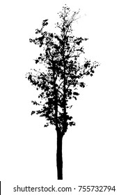 Black tree silhouettes on white background. Vector illustration.