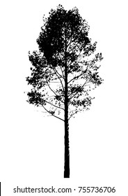 Black tree silhouettes on white background. Vector illustration.