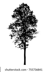 Black tree silhouettes on white background. Vector illustration.
