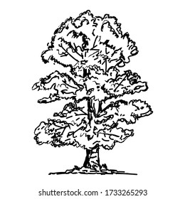 black tree sketch. isolated white background