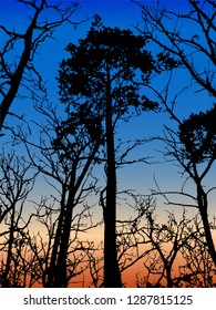 A lot of black trees on the background of the sunset. Forest at sunset.