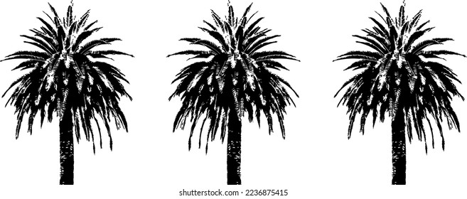 Black trees set isolated on white background. Tree silhouettes. Design of trees for posters, banners and promotional items. Vector illustration