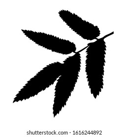 Black tropical leaf on white background for decoration design. Leaf icon. Palm tree silhouette. Vector silhouette illustration isolated. Exotic jungle wallpaper. Vector illustration nature background