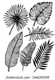 black tropical leaves on a white background