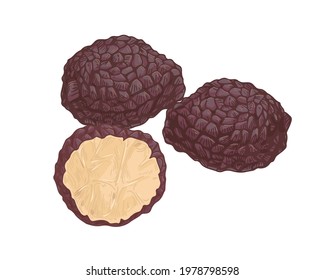 Black truffle composition with whole underground edible mushrooms and cut piece of fungus. Precious delicatessen natural food. Colored hand-drawn vector illustration isolated on white background