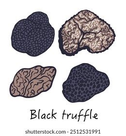 Black truffle doodle, Vector mushroom illustration isolated on white background for book, market, restaurant menu, package design.