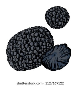 Black truffle, edible delicacy mushroom. Vector illustration isolated on white background.