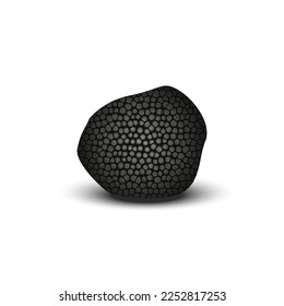 Black truffle isolated on white background, one realistic mushroom with shadow 3d vector illustration.