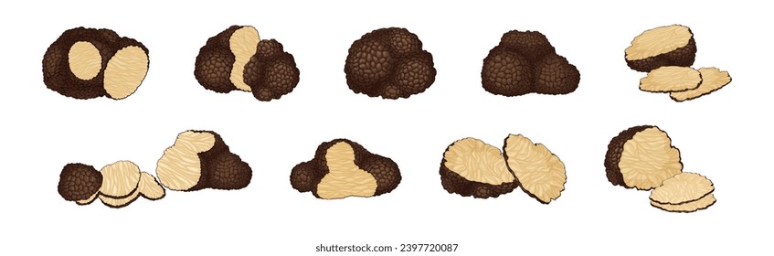 Black Truffle Mushroom as Delicious Food Ingredient for Cooking Vector Set