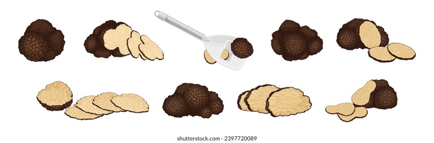 Black Truffle Mushroom as Delicious Food Ingredient for Cooking Vector Set