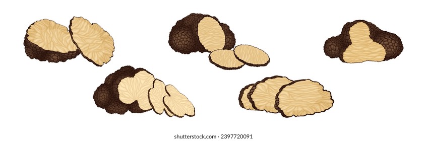 Black Truffle Mushroom as Delicious Food Ingredient for Cooking Vector Set