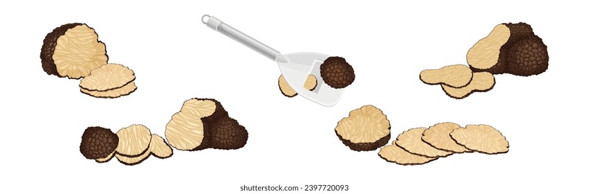 Black Truffle Mushroom as Delicious Food Ingredient for Cooking Vector Set