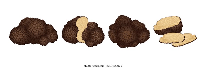 Black Truffle Mushroom as Delicious Food Ingredient for Cooking Vector Set