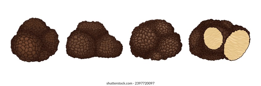 Black Truffle Mushroom as Delicious Food Ingredient for Cooking Vector Set