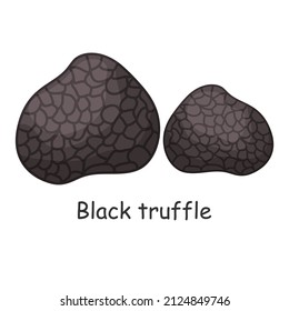 Black truffle. Mushroom. Isolated on white background. Forest. For your design.