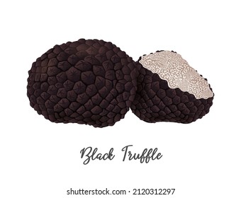 Black Truffle Mushroom on white background, natural food ingredient, realistic vector illustration