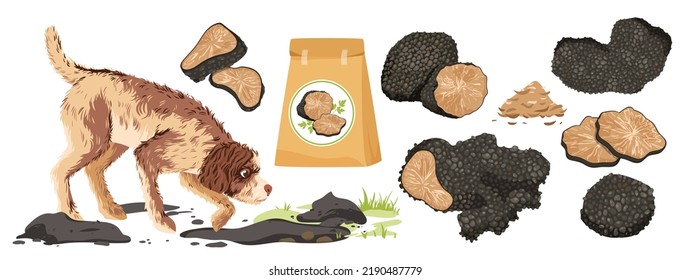 Black truffle mushroom set vector illustration. Cartoon isolated Lagotto Romagnolo dog hunting for truffle tubers, packaging with organic aroma product for cooking, fungi cut in half and slices