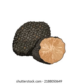 Black truffle mushroom vector illustration. Cartoon isolated whole truffle tuber and cut in half, underground wild mushroom with texture, organic grocery food ingredient for dinner and aroma delicacy