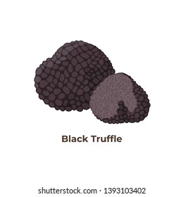 Black truffle mushrooms isolated on white background, vector illustration in flat design.