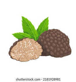 Black truffle vector illustration. Cartoon isolated luxury edible whole mushroom, cut with knife in half, precious brown tubers of truffle from wood, organic French and Italian valuable delicacy