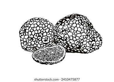 Black Truffle vector illustration on white background.