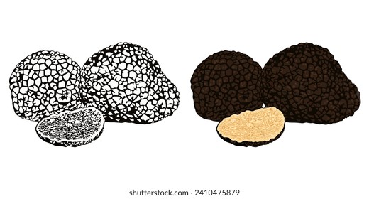 Black Truffle vector illustration on white background.