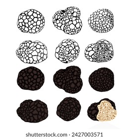 Black Truffle vector illustration on white background. Isolated cartoon set icon mushroom. Vector cartoon set icon truffle. Vector eps 10. perfect for wallpaper or design elements