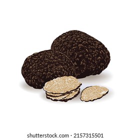 Black truffles isolated on a white background. Fresh sliced truffle. Delicacy exclusive truffle mushroom. on white background, vector illustration