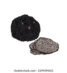 Black truffles isolated on a white background. Fresh sliced truffle. Delicacy exclusive truffle mushroom. on white background, vector illustration