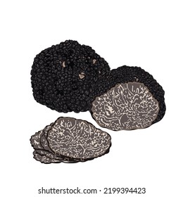 Black truffles isolated on a white background. Fresh sliced truffle. Delicacy exclusive truffle mushroom. on white background, vector illustration