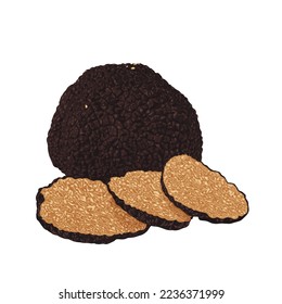 Black truffles isolated on a white background. Fresh sliced truffle. Delicacy exclusive truffle mushroom. on white background, vector illustration