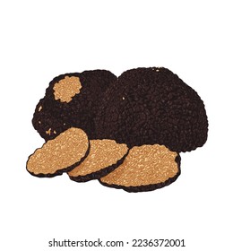 Black truffles isolated on a white background. Fresh sliced truffle. Delicacy exclusive truffle mushroom. on white background, vector illustration