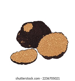 Black truffles isolated on a white background. Fresh sliced truffle. Delicacy exclusive truffle mushroom. on white background, vector illustration