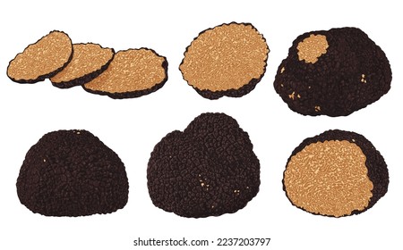 Black truffles isolated on a white background. Fresh sliced truffle. Delicacy exclusive truffle mushroom. on white background, vector illustration