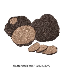 Black truffles isolated on a white background. Fresh sliced truffle. Delicacy exclusive truffle mushroom. on white background, vector illustration