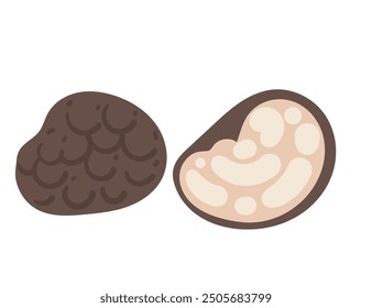 Black truffles mushrooms. Fresh sliced and whole truffles. Luxury organic food. Vector illustration isolated on white background