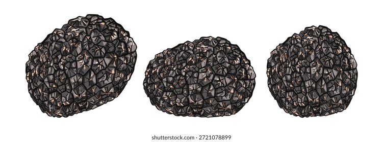 Ilustración de conjunto de trufas negras con setas enteras y en rodajas aisladas sobre un fondo blanco. Hongos comestibles gourmet utilizados en cocina de lujo, menús de alta cocina, marca culinaria y conceptos de alimentos premium.