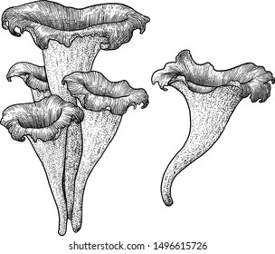 Black trumpet mushroom illustration, drawing, engraving, ink, line art, vector