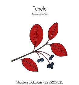 Schwarzes Tupelo (Nyssa sylvatica), Zierpflanze und Heilpflanze. handgezeichnete botanische Vektorgrafik