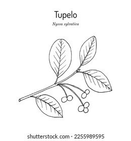 Schwarzes Tupelo (Nyssa sylvatica), Zierpflanze und Heilpflanze. handgezeichnete botanische Vektorgrafik