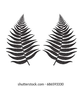black two fern leaves-vector drawing