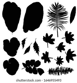 Black various forest leaves set. Isolated tree branches and herbs leaf or foliage silhouette. Made of real live plants. Vector.