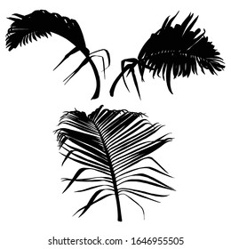 Black various forest leaves set. Isolated tree branches and herbs leaf or foliage silhouette. Made of real live plants. Vector.