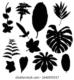 Arrojaron varias hojas de bosque negras. Ramas de árboles aisladas y silueta de hierbas o hojas de follaje. Hecho de plantas vivas reales. Vector.