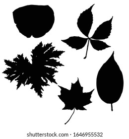 Arrojaron varias hojas de bosque negras. Ramas de árboles aisladas y silueta de hierbas o hojas de follaje. Hecho de plantas vivas reales. Vector.