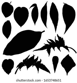 Arrojaron varias hojas de bosque negras. Ramas de árboles aisladas y silueta de hierbas o hojas de follaje. Hecho de plantas vivas reales. Vector.
